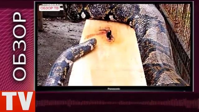 ОБЗОР ТОП 10 САМЫЕ БОЛЬШИЕ ЖИВОТНЫЕ НА ПЛАНЕТЕ! смотреть онлайн