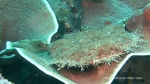 wobbegong sharks смотреть онлайн