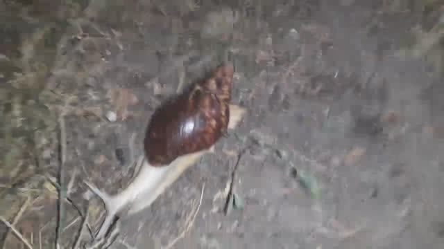 Кто живет в Анапе - гигантские улитки Ахатины смотреть онлайн