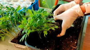 ЛАЙФХАК ПИКИРОВКИ ВЫСОКИХ ТОМАТОВ! Как пикировать высокие сеянцы помидоров?