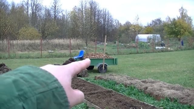 Чеснок. Как сажать чеснок осенью. Обработка зубчиков чеснока. Мульчирование чесночной грядки. смотреть онлайн