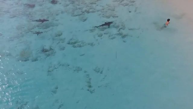 Мальчик Входит Вводу, Четыре Акулы Направляютса к Нему. смотреть онлайн