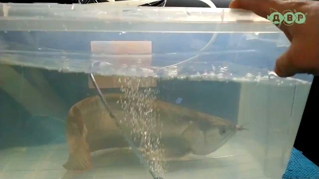 Ржачно перевезли большую аквариумную рыбку! Рыжий Красавчик! смотреть онлайн