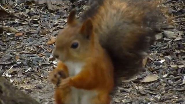 Белочка в лесу / Squirrel in the forest смотреть онлайн