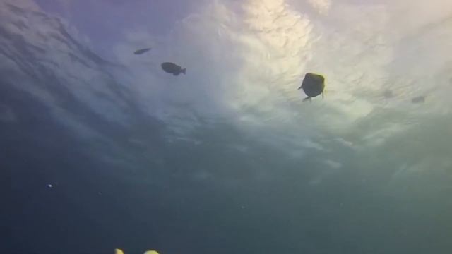 УЖАСНАЯ РЫБА ФУГУ - ПРАВДА ИЛИ ВЫМЫСЕЛ? #ФУГУ #TAKIFUGU смотреть онлайн