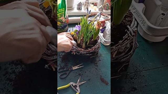 мастер-класс цветочная композиция из первоцветов (гиацинт, мускарик, Нарцисс, крокус) смотреть онлайн
