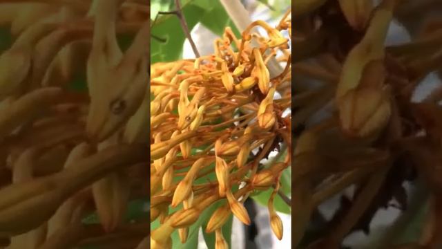 ต้นสิรินธรวัลลี หรือ สามสิบสองประดง ตอนที่ 1: Phanera sirindhorniae ไม้เนื้อแข็งในสกุลชงโค смотреть онлайн