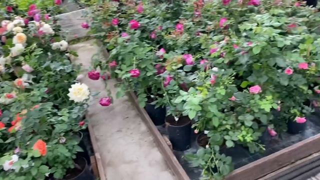 Розы. Я в шоке!!! Выбор сортов роз ошеломляет. В гостях в питомнике Грандифлора.??? смотреть онлайн
