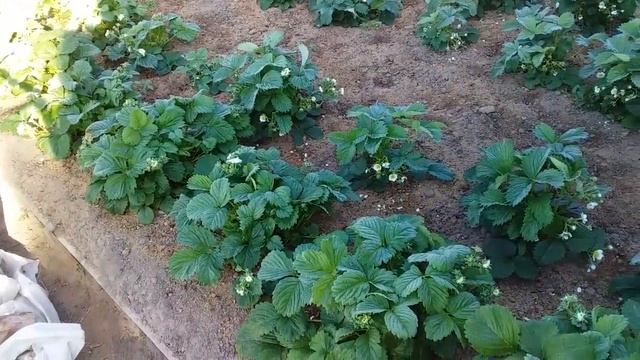 КАК заселить ТРИХОДЕРМУ в огород? Под КАКИЕ культуры? Мой положительный опыт. смотреть онлайн