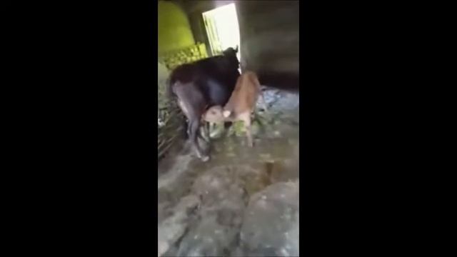Две Телята пьют молоко одной Коровы. прикольное про животных смотреть онлайн