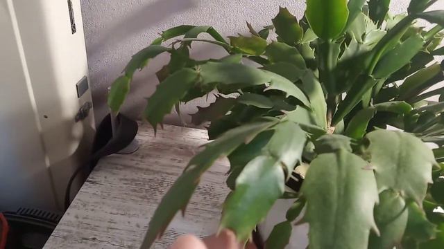 Кактусы , уход и содержание . смотреть онлайн