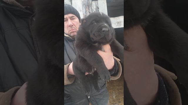 мальчик алабайчик ,среднеазиатская овчарка из питомника АЗ Марал продажа 89278137957 ватсап смотреть онлайн