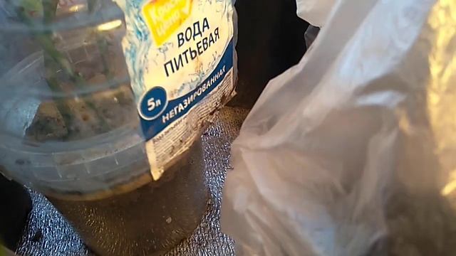 Черенки Роз.Рост побегов и корней. смотреть онлайн