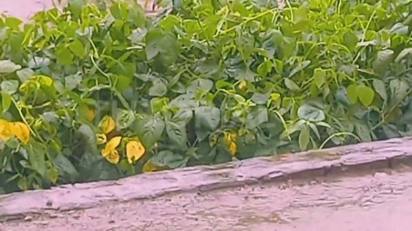 UPDATE!!! PLAYLIST OTT NAVIGATOR TERBARU 2024 PREMIUM LENGKAP