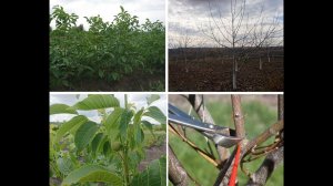 Правильная обрезка сада грецкого ореха. 8 основных рекомендаций