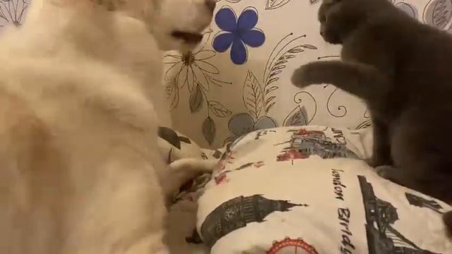 очень злой Алабай смотреть онлайн