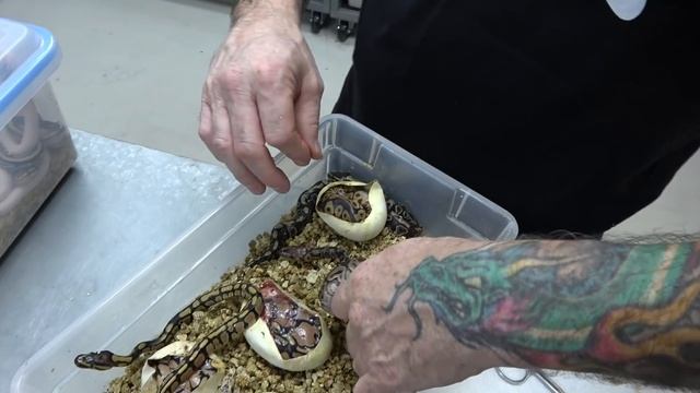 These Ball Pythons Were Born With No Eyes !! смотреть онлайн