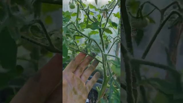 Томат Изумрудное яблоко от #Удачныесемена #томаты #огородники #огород смотреть онлайн