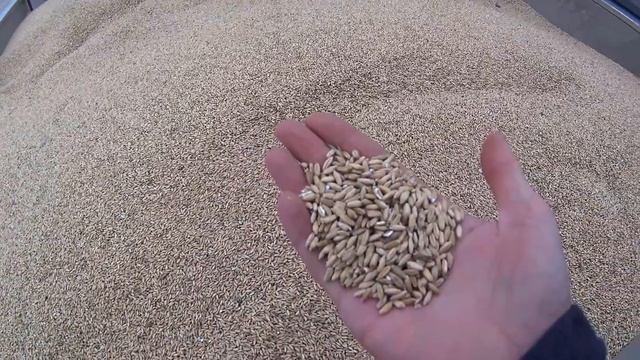 Scania 420. Сдали последняя зерно по 122 евро, загрузились песком, везём в мастерские. смотреть онлайн