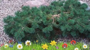 Сосна горная (hillside creeper) ? Обзор: посадка и уход. крупномеры сосны : описание и особенности