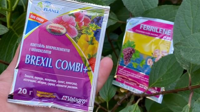 ГОРТЕНЗИЯ- ЗАГАДКА!? Уход за гортензией, обрезка, подкормка, укрытие на зиму. смотреть онлайн