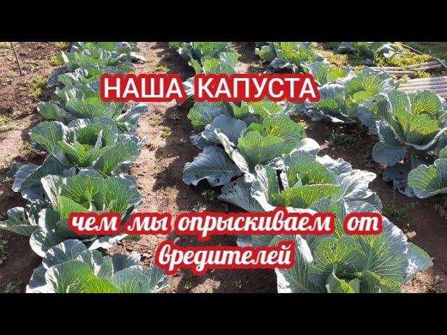 капуста - чем мы обрабатываем от вредителей.... смотреть онлайн