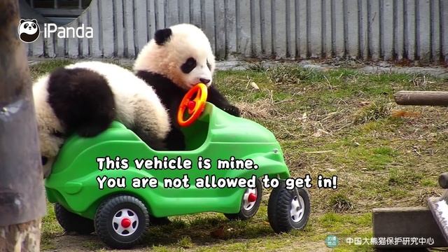 Pandas Try To Be Fast And Furious！ | iPanda смотреть онлайн