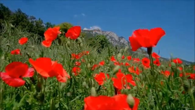 Маковое поле. Маки в горах. Эстетика природы смотреть онлайн