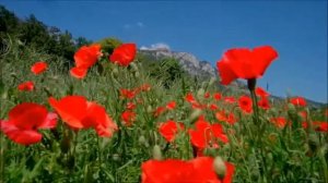 Маковое поле. Маки в горах. Эстетика природы