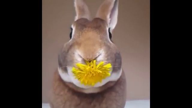 Кричащие смешные кролики смотреть онлайн