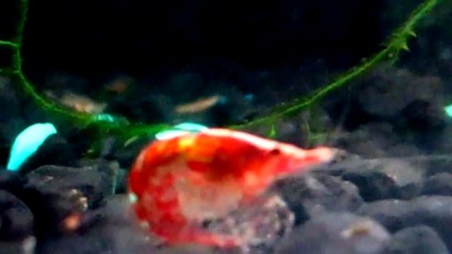 Креветка чистит хвост смотреть онлайн