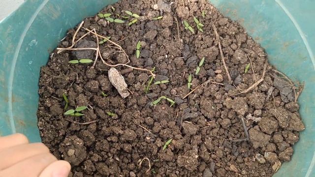 Review My Home Tower Plants ❤️ смотреть онлайн