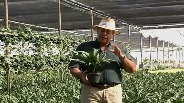 Aglaonema Cutlass