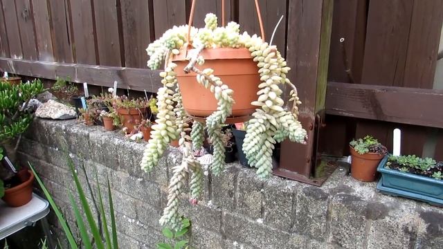 Sedum morganianum 'Burros Tail' Succulent Plant in Bloom - Donkey's Tail смотреть онлайн
