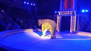 Луганский цирк, "Девочка и слон", 1 мая 2023