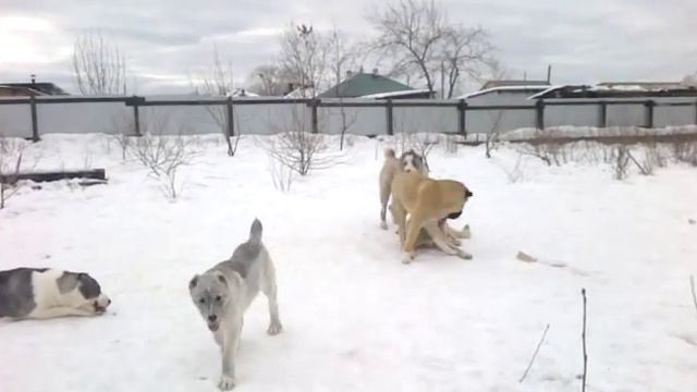 Питомник собак "С Северного Урала" 2014 02 28 18579 смотреть онлайн