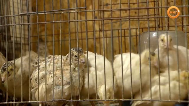 Экскурсия ноябрьских школьников на ферму ЦДНВ смотреть онлайн