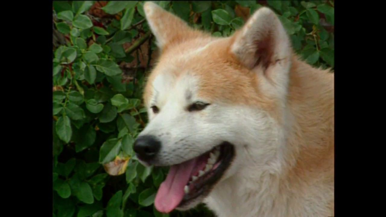 Акита-ину / Akita Inu. Собаки от А до Я. смотреть онлайн