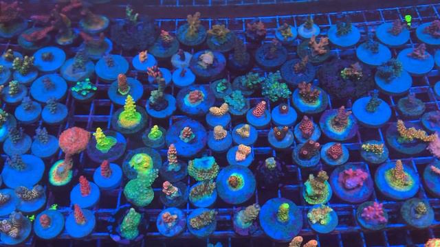 Именные Американские Акропоры «REEF EXCLUSIVE»