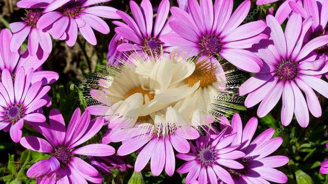 РОМАШКИ смотреть онлайн