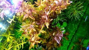 РОТАЛА МАКРАНДРА BUTTERFLY АКВАРИУМНОЕ РАСТЕНИЕ