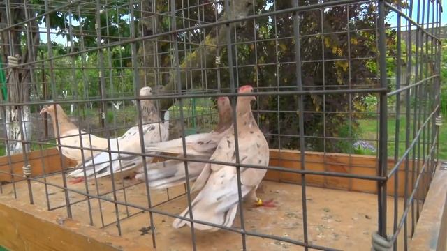 Чёрные шейки и желтый мрамор - голуби Александра Дарнопых смотреть онлайн