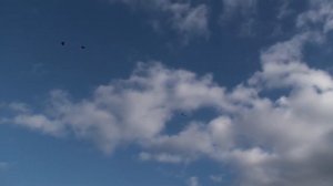 Курские голуби