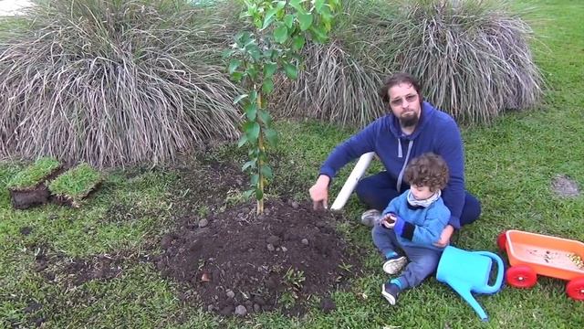 Plant a tree so that it grows 3 times faster. Update & follow up of last root training video. смотреть онлайн