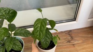 КАК ВЫРАСТИТЬ МАРАКУЙЮ В ДОМАШНИХ УСЛОВИЯХ!