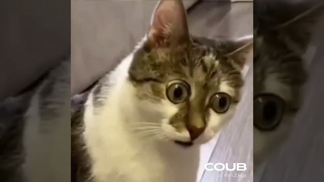 Хочу беляш !