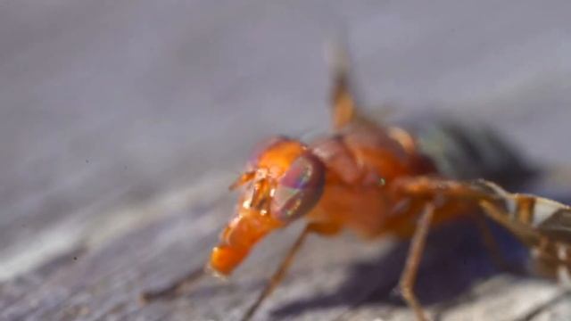 ulidiidae смотреть онлайн