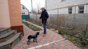 Как приучить щенка к ошейнику и поводку - Дрессировка щенка - Первое занятие