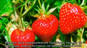 Клубника Полка — описание сорта