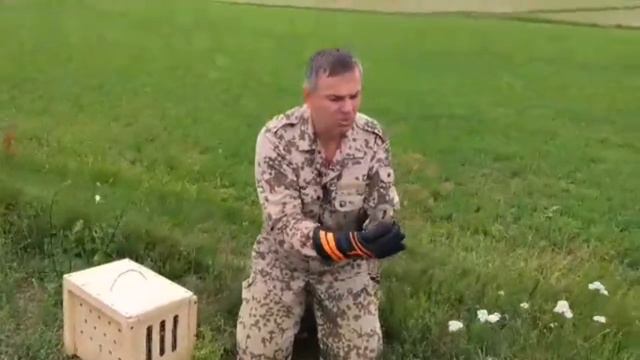 Косулю и сокола выпускают на волю смотреть онлайн